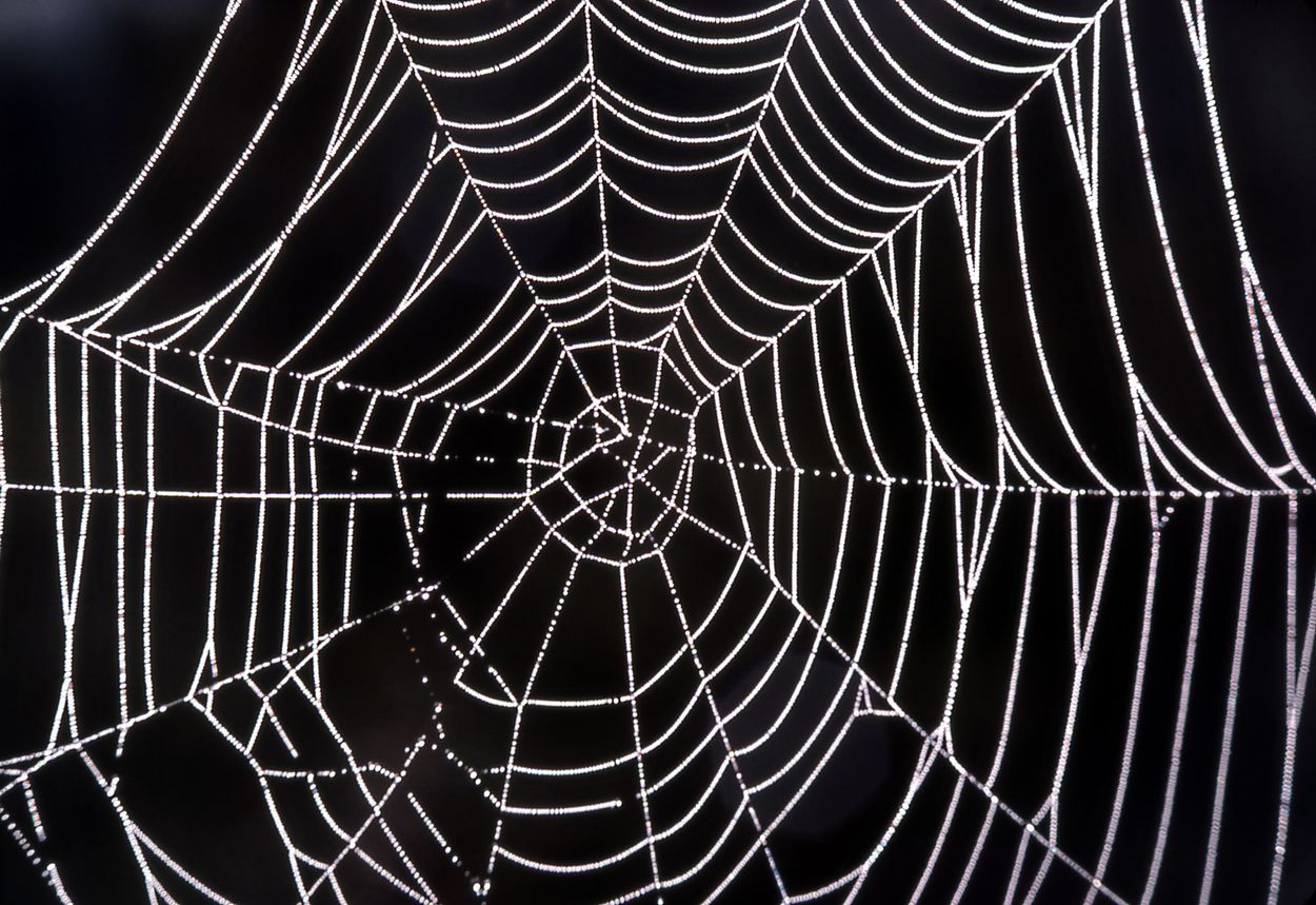 Spiderweb background.jpg